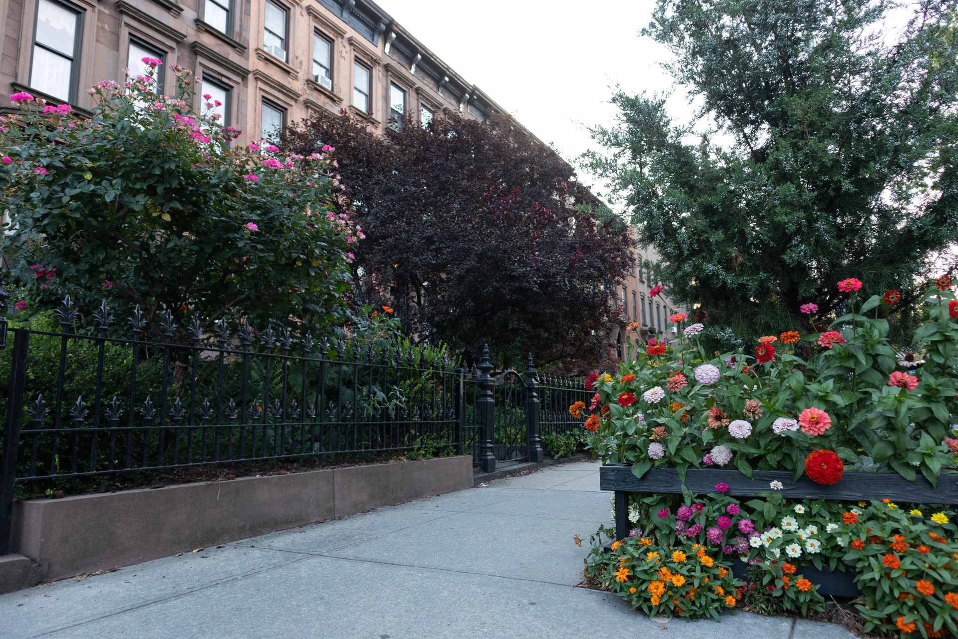 Colorful Flowers along a Beautiful Neighborhood Sidewalk with Old Homes in Carroll Gardens Brooklyn of New York City during the Summer Colorful Flowers along a Beautiful Neighborhood Sidewalk with Old Homes in Carroll Gardens Brooklyn of New York City during the Summer
